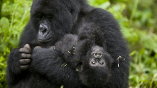 Four Endangered Gorillas Killed By Lightning Strike in Bizarre Accident